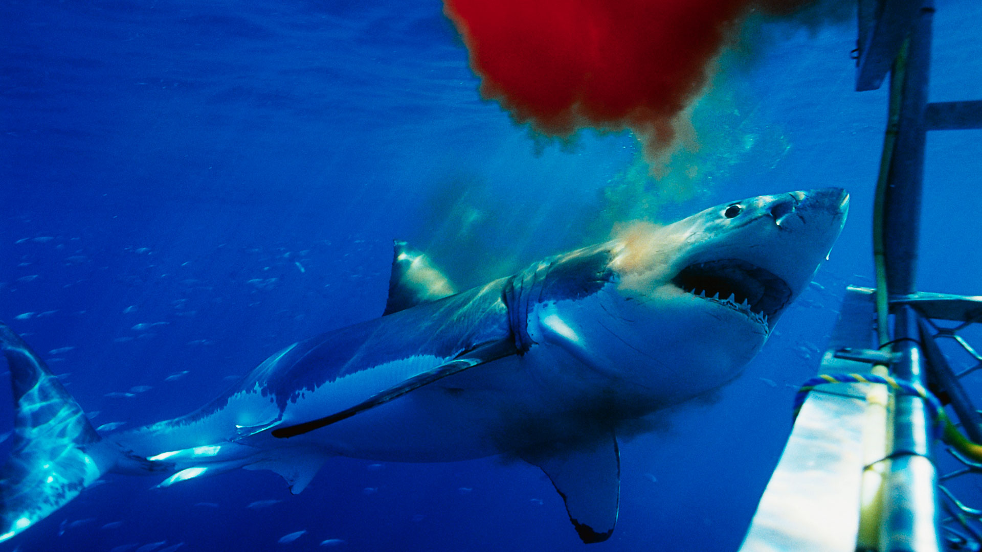 Большая белая акула нападает