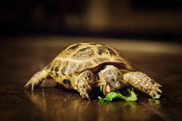 1. He enjoys a light lunch on the go