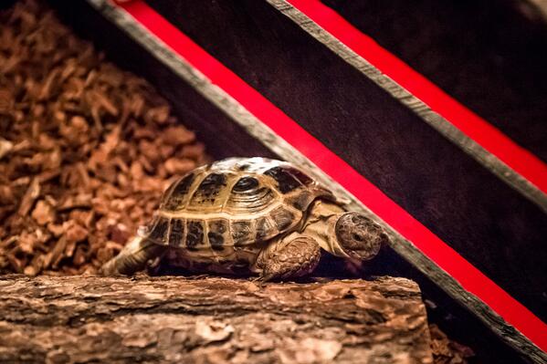 2. He can blend in with his surroundings if he doesn't want to be bothered