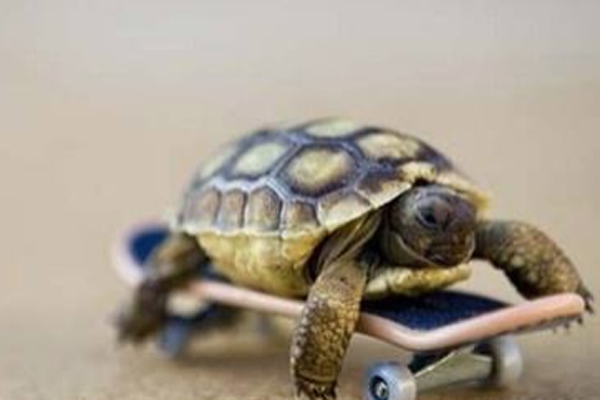 4. He can fit on miniature skateboards
