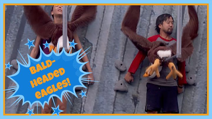 Question: What type of bird hit the Houseguests during this week's HoH competition?