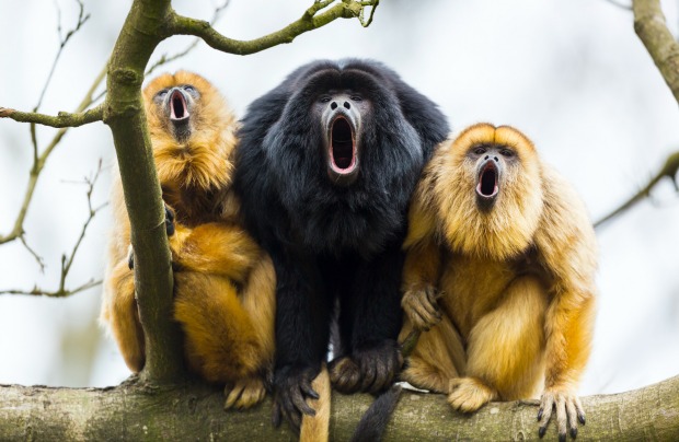 Howler monkeys can be heard three miles away.