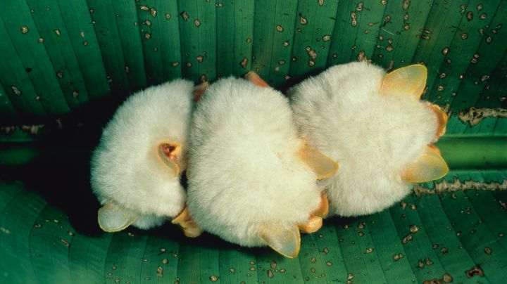 1. Bats can live to be more than 30 years old.