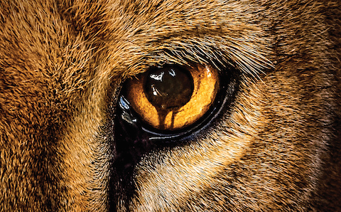 10 Terrifying and Deadly Predators You've Never Heard Of
